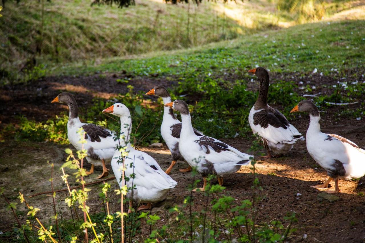 Pension Haus Am Walde シュマレンベルク エクステリア 写真